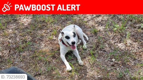 Lost Male Dog last seen CR 2830 & Clearcreek Rd, Henderson County, TX 75156