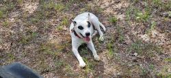 Lost Male Dog last seen CR 2830 & Clearcreek Rd, Henderson County, TX 75156