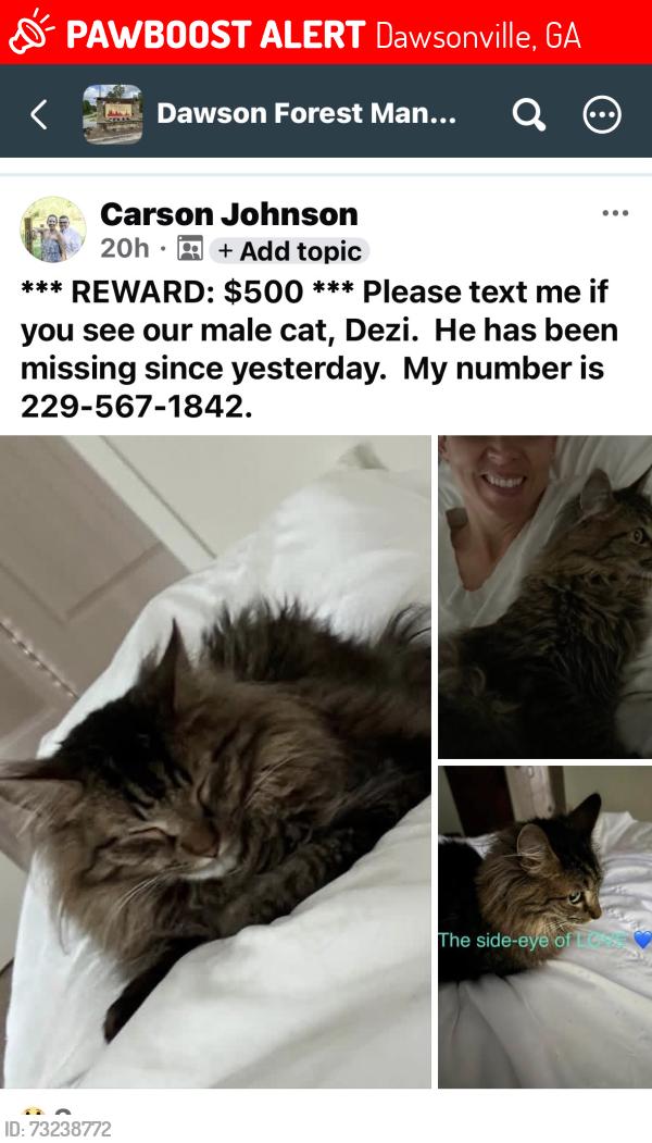 Lost Female Cat last seen Dawson Forest Rd Dawsonville, Ga, Dawsonville, GA 30534