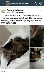 Lost Female Cat last seen Dawson Forest Rd Dawsonville, Ga, Dawsonville, GA 30534