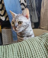Lost Female Cat last seen The swan, Needham Market, England 