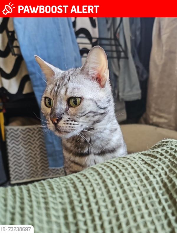 Lost Female Cat last seen The swan, Needham Market, England 