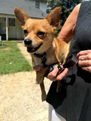 Found/Stray Male Dog last seen Avenue c se, lindale ga 30147, Lindale, GA 30147