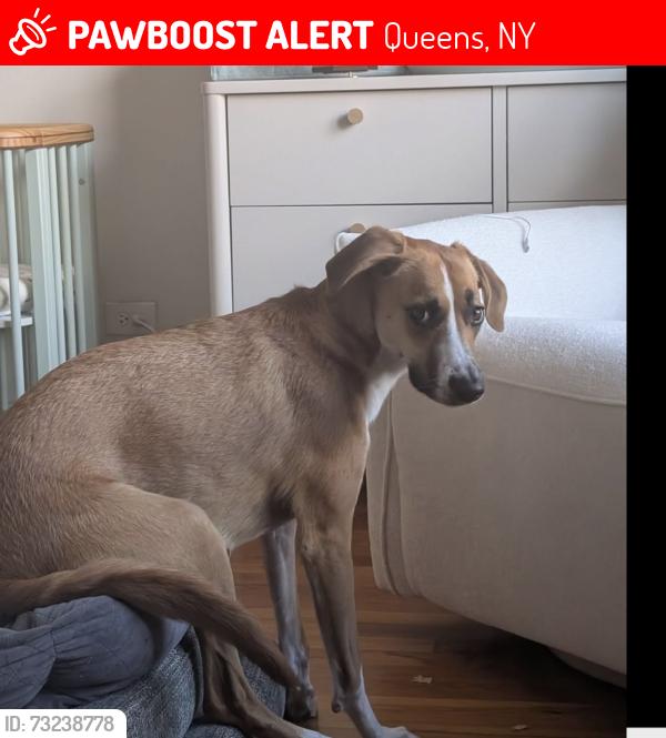 Lost Female Dog last seen Pulaski bridge, Queens, NY 11109