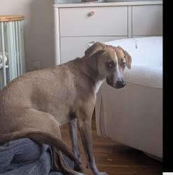 Lost Female Dog last seen Pulaski bridge, Queens, NY 11109