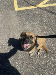 Found/Stray Female Dog last seen Snelling Ave, Roseville, MN 55113