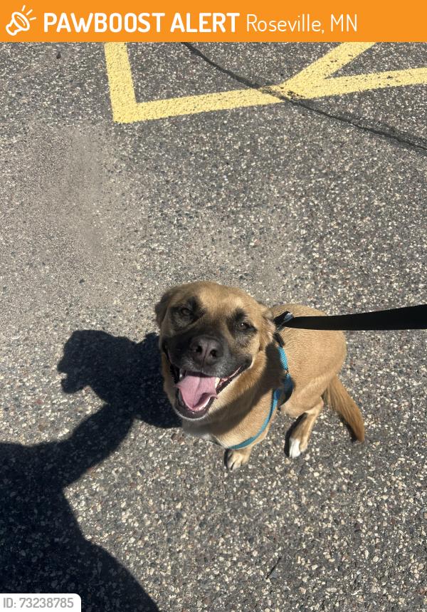 Found/Stray Female Dog last seen Snelling Ave, Roseville, MN 55113