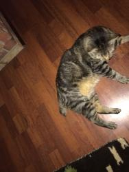 Lost Male Cat last seen Seneca and Yellowstone st, Pasadena, TX 77504