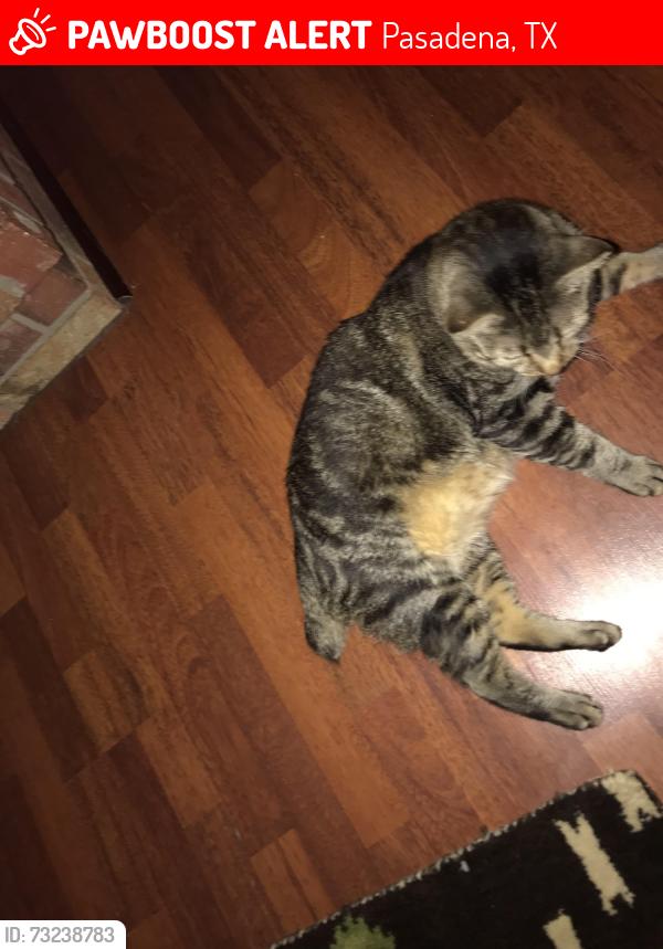 Lost Male Cat last seen Seneca and Yellowstone st, Pasadena, TX 77504