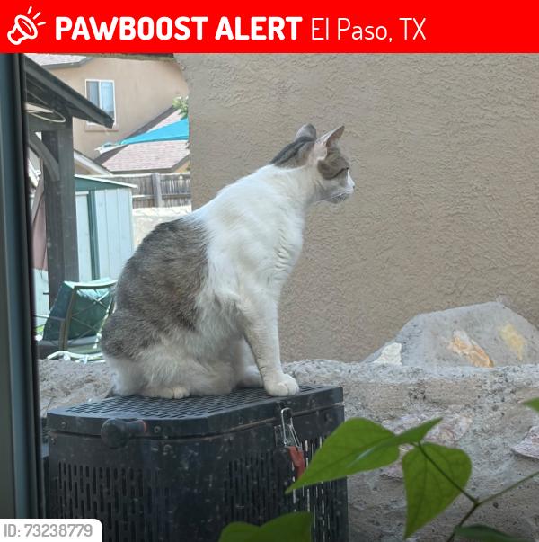 Lost Male Cat last seen Lawrence Robert, El Paso, TX 79938