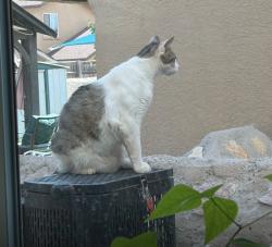 Lost Male Cat last seen Lawrence Robert, El Paso, TX 79938