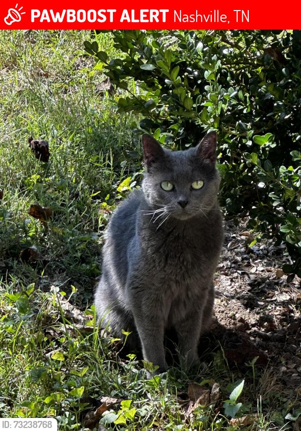 Lost Female Cat last seen Moran Ave, Nashville, TN 37216