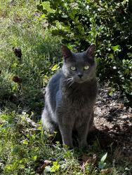 Lost Female Cat last seen Moran Ave, Nashville, TN 37216