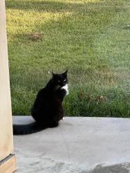 Reunited Female Cat last seen Meadows, Manhattan Beach, CA 90266