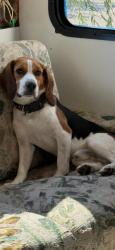 Reunited Male Dog last seen Near Calliope Way, Raleigh, NC 27616, USA, Raleigh, NC 27616