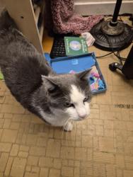 Lost Male Cat last seen Welch MN, Welch, MN 55089