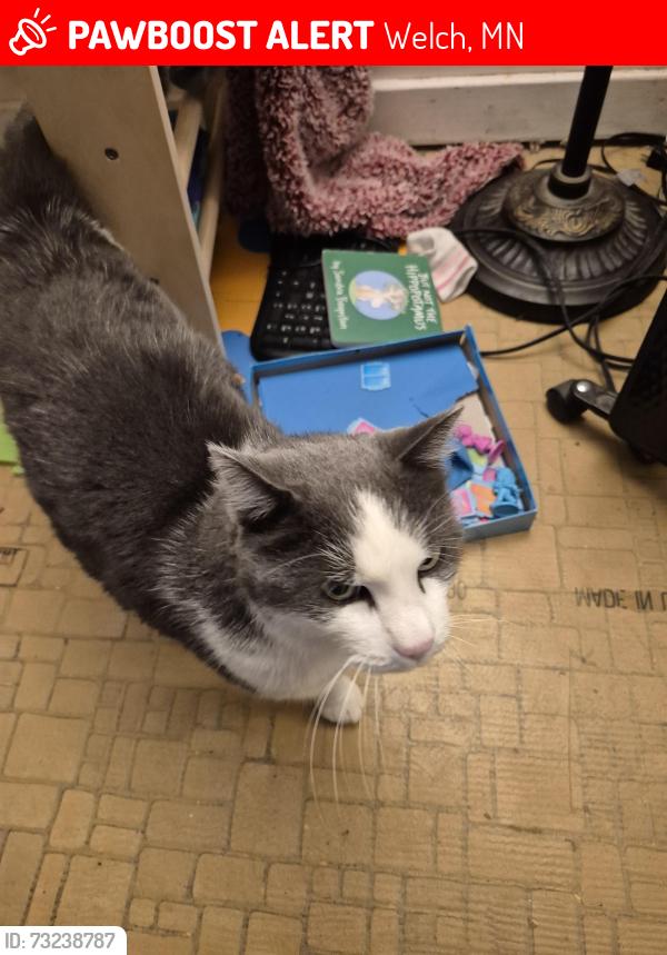 Lost Male Cat last seen Welch MN, Welch, MN 55089