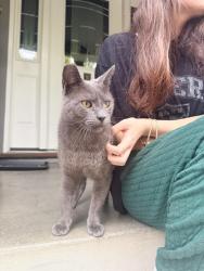Reunited Unknown Cat last seen Laguna at Delmar, Oakland, CA 94602