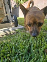 Found/Stray Male Dog last seen Canterbury and osbourne st, Los Angeles, CA 91331