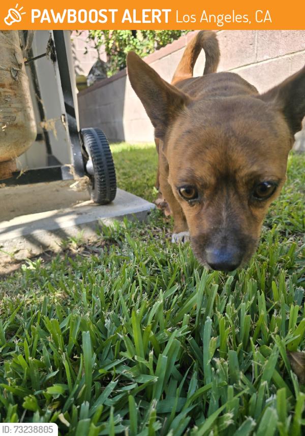 Found/Stray Male Dog last seen Canterbury and osbourne st, Los Angeles, CA 91331