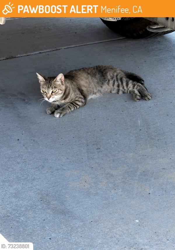 Found/Stray Unknown Cat last seen Morning Breeze Dr, Menifee, CA 92584