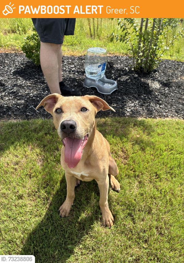 Found/Stray Male Dog last seen Walmart E Wade Hampton Blvd, Greer, SC 29651