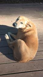 Lost Female Dog last seen Smith Rd Brasstown & old hwy 64 w, Brasstown, NC 28902