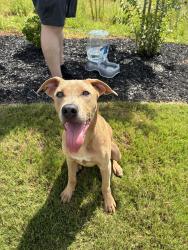 Found/Stray Male Dog last seen Walmart E Wade Hampton Blvd, Greer, SC 29651
