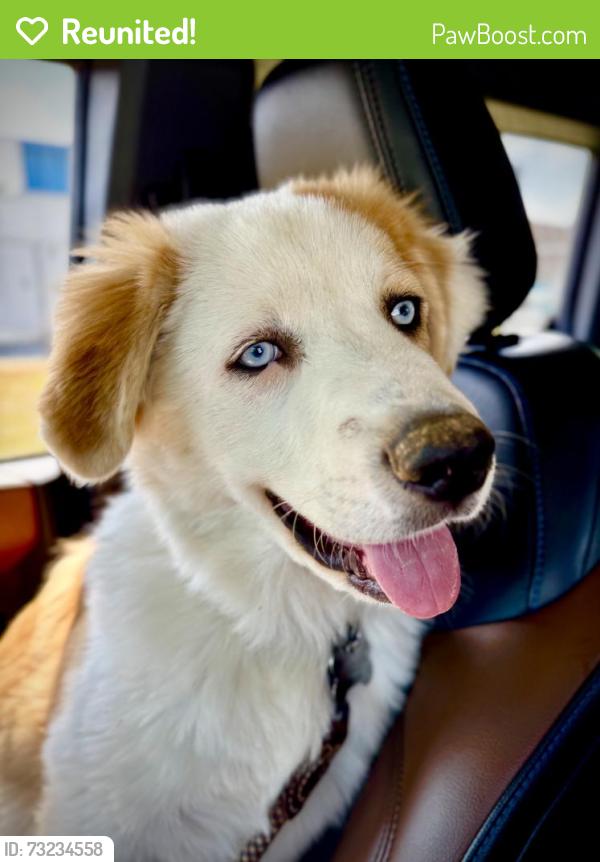 Reunited Male Dog last seen Stonecroft way, Gainesville, GA, Forsyth County, GA 30506