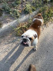 Found/Stray Female Dog last seen 36th street, San Antonio, TX 78228