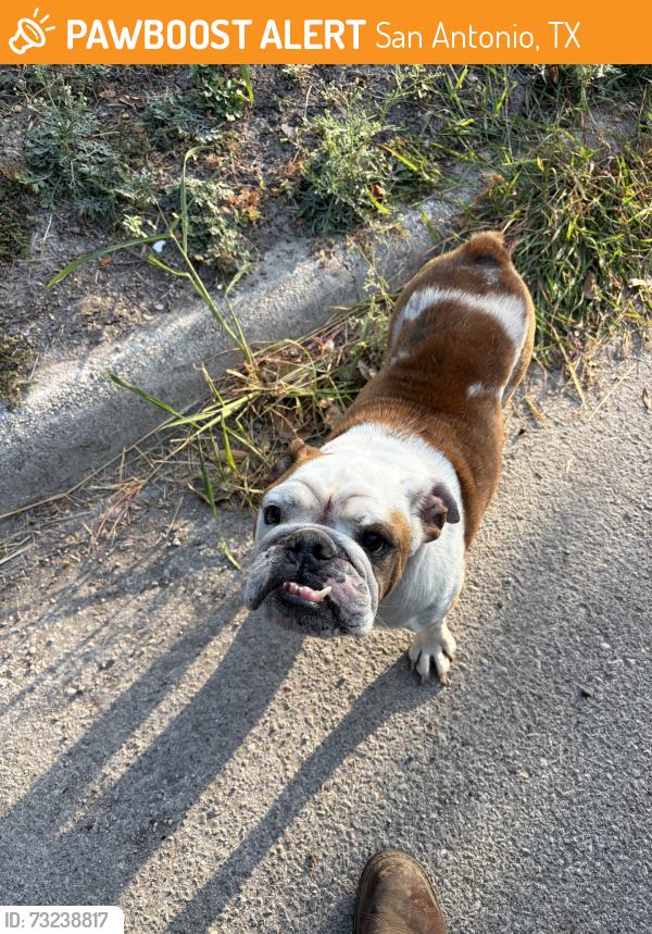 Found/Stray Female Dog last seen 36th street, San Antonio, TX 78228