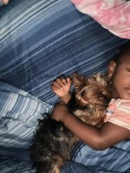 Reunited Female Dog last seen She was near Lucy st in Lafayette next to williow, Lafayette, LA 70501