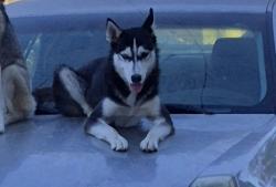 Reunited Female Dog last seen Spruce st and mulberry st riverside, Riverside, CA 92501