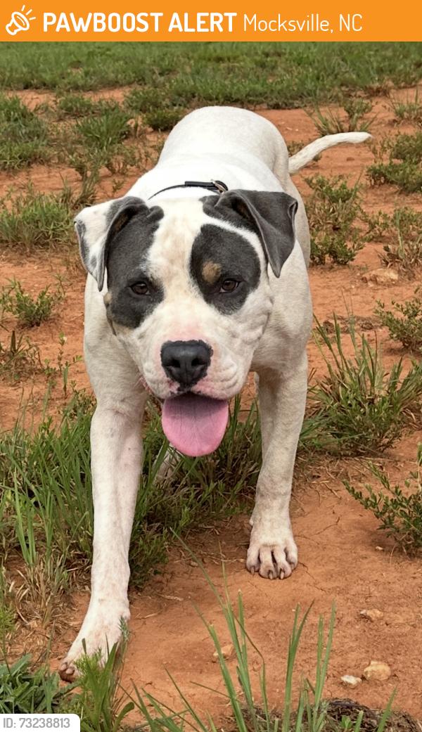 Found/Stray Male Dog last seen IJames Church Road, Mocksville, NC 27028