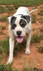 Found/Stray Male Dog last seen IJames Church Road, Mocksville, NC 27028