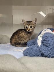 Shelter Stray Female Cat last seen Laundromat on Gaston Ave., County/Unicorporated, NC, 1491 Business Park Ct, Gastonia, NC 28052, USA