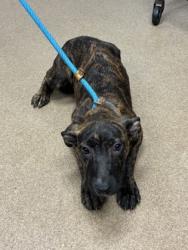 Shelter Stray Female Dog last seen Near Ruth Place, 30035, GA, 3280 Chamblee Dunwoody Rd, Chamblee, GA 30341, USA