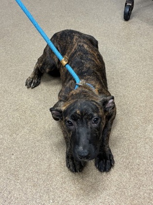 Shelter Stray Female Dog last seen Near Ruth Place, 30035, GA, 3280 Chamblee Dunwoody Rd, Chamblee, GA 30341, USA