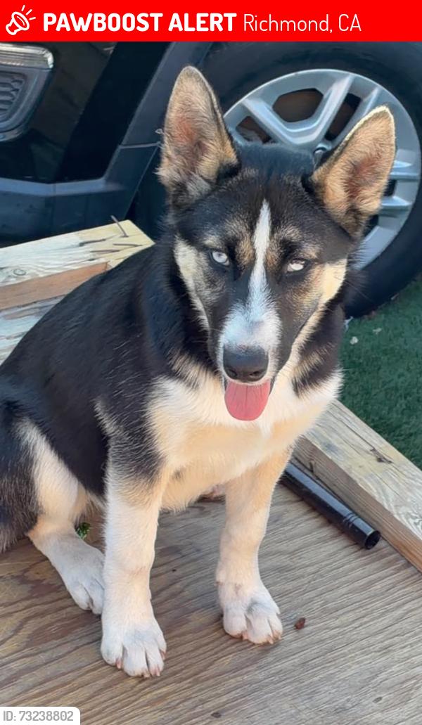 Lost Female Dog last seen Chanslor ave and 11th st, Richmond, CA 94801