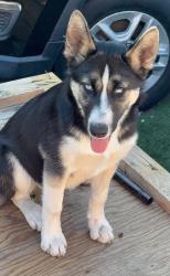 Lost Female Dog last seen Chanslor ave and 11th st, Richmond, CA 94801