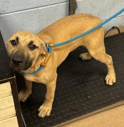 Shelter Stray Male Dog last seen Near Ruth Place, 30035, GA, 3280 Chamblee Dunwoody Rd, Chamblee, GA 30341, USA