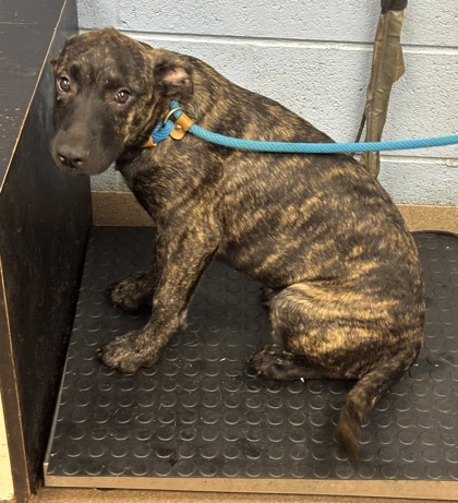 Shelter Stray Male Dog last seen Near Ruth Place, 30035, GA, 3280 Chamblee Dunwoody Rd, Chamblee, GA 30341, USA