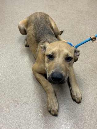 Shelter Stray Female Dog last seen Near Ruth Place, 30035, GA, 3280 Chamblee Dunwoody Rd, Chamblee, GA 30341, USA