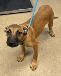 Shelter Stray Female Dog last seen Near Lynwyn Lane Atlanta, 30316, 30316, GA, 3280 Chamblee Dunwoody Rd, Chamblee, GA 30341, USA