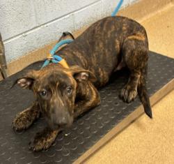 Shelter Stray Male Dog last seen Near Lynwyn Lane Atlanta, 30316, 30316, GA, 3280 Chamblee Dunwoody Rd, Chamblee, GA 30341, USA