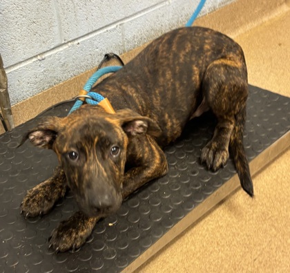 Shelter Stray Male Dog last seen Near Lynwyn Lane Atlanta, 30316, 30316, GA, 3280 Chamblee Dunwoody Rd, Chamblee, GA 30341, USA
