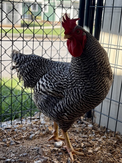 Shelter Stray Male Chicken last seen Near Wee Kirk Rd, 30316, GA, 3280 Chamblee Dunwoody Rd, Chamblee, GA 30341, USA