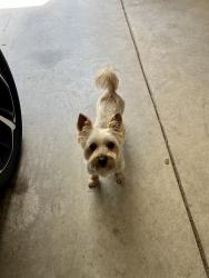 Lost Male Dog last seen E Bangham Rd, Putnam County, TN 38501