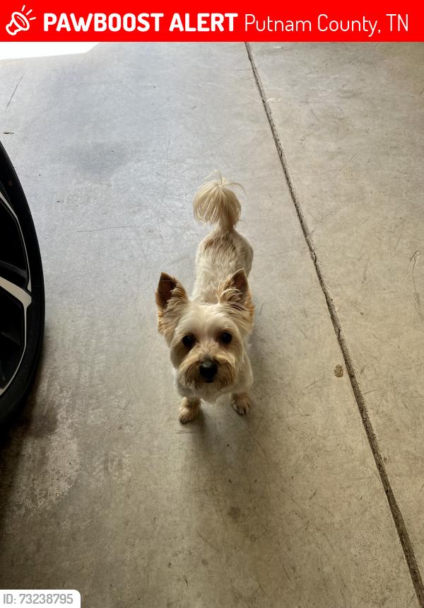 Lost Male Dog last seen E Bangham Rd, Putnam County, TN 38501