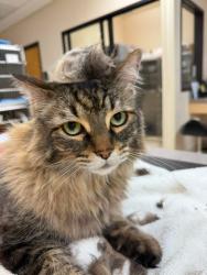 Reunited Male Cat last seen Down the road from the holly springs shopping center in a residential neighborhood, Fuquay-Varina, NC 27526